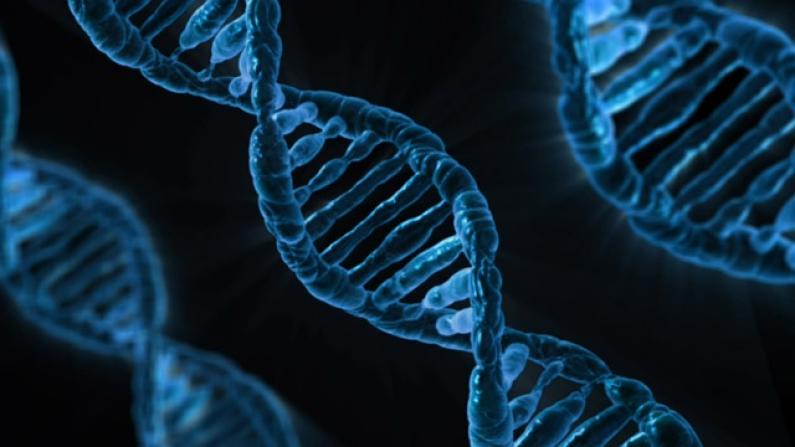 Como effettuare una traduzione nel campo della genetica